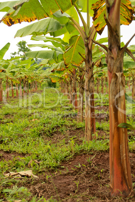 Bananenplantage in Südamerika