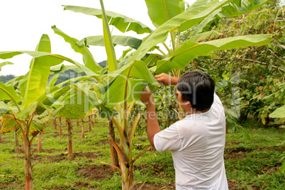 Bananenplantage in Südamerika