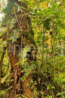 Regenwald in Peru