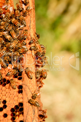 Imker und Bienen