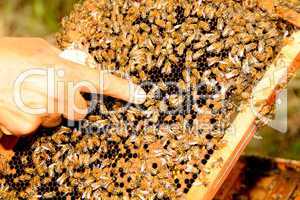 Imker und Bienen