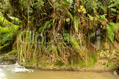 Fluß im Regenwald