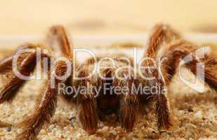 Bird Spider (Avicularia spec.) / Vogelspinne