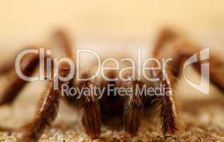 Bird Spider (Avicularia spec.) / Vogelspinne