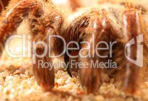 Bird Spider (Avicularia spec.) / Vogelspinne