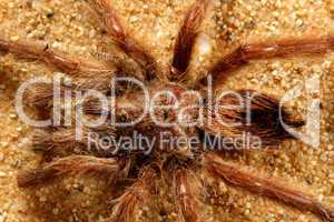 Bird Spider (Avicularia spec.) / Vogelspinne