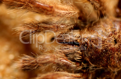 Bird Spider (Avicularia spec.) / Vogelspinne
