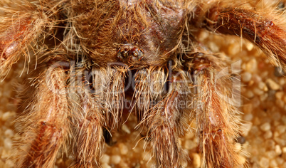 Bird Spider (Avicularia spec.) / Vogelspinne