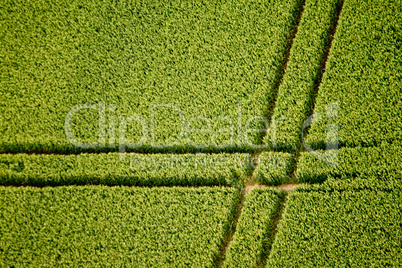 Kornfeld / Cornfield