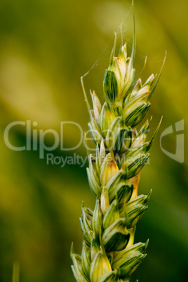 Kornfeld / Cornfield