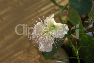 weißblüte weißblüte