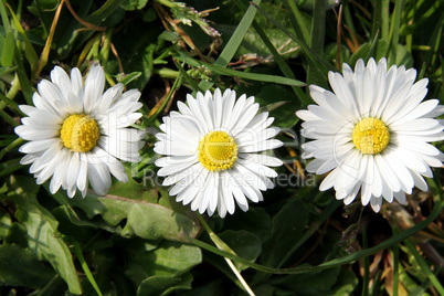 Gänseblümchen