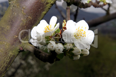 Obstbaumblüte