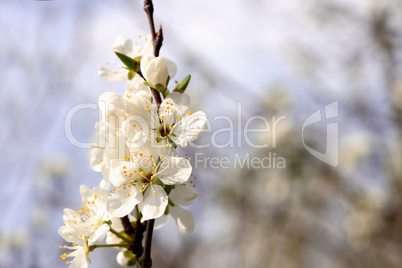 Obstbaumblüte