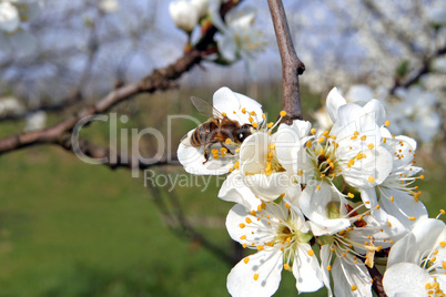 Obstbaumblüte