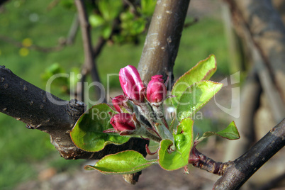 Obstbaumblüte