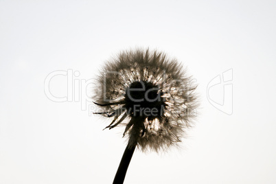 Pusteblume