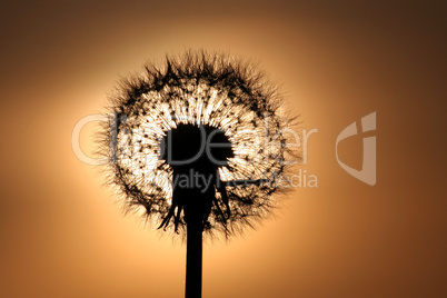 Pusteblume