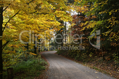 Herbstwald