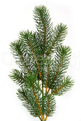 Fir tree branch