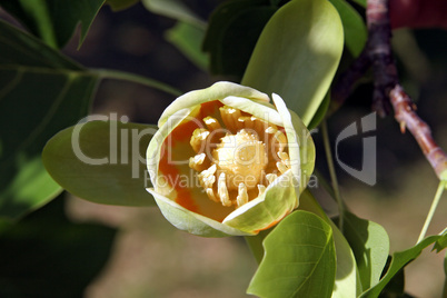 Amerikanischer Tulpenahorn