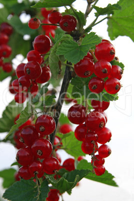 Johannisbeeren