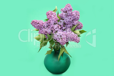 Purple lilac branch