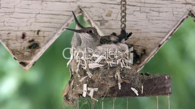 Kleine Kolibrijungen in einem Nest