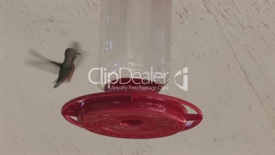 Kolibris fliegen zu einem Fütterer