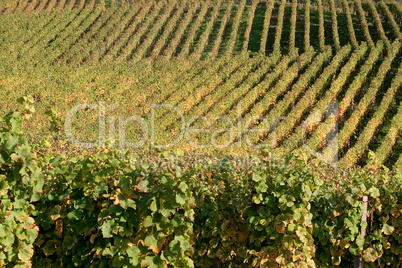 Weinberge