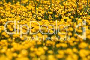 Gelbe Blumenwiese