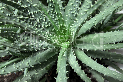 Aloe Vera