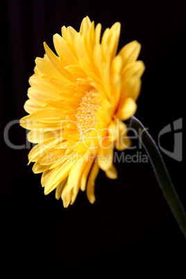 Gelbe Gerbera