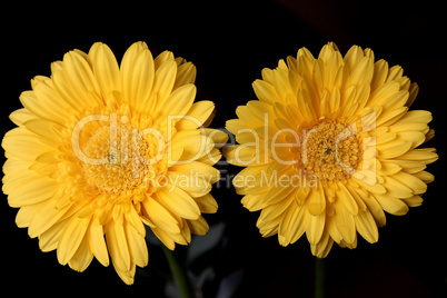 Gelbe Gerbera