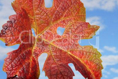 Blatt im Wind