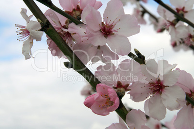 Mandelbaumblüten