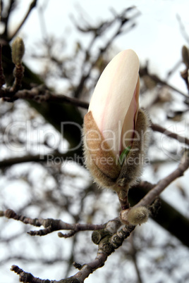 Magnolienblüte