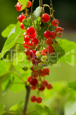 johannisbeeren