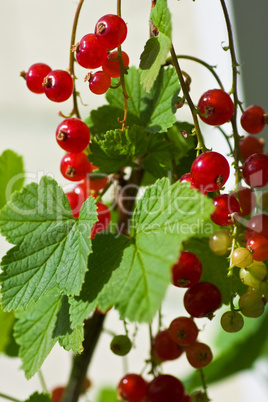 johannisbeeren