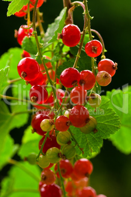 johannisbeeren