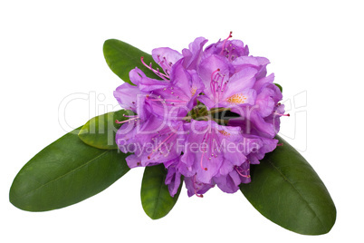 rhododendron