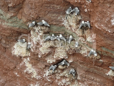 Vögel an der Steilküste von Helgoland