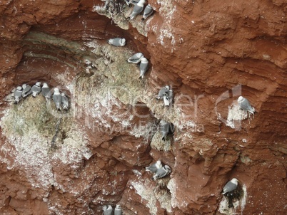 Vögel an der Steilküste von Helgoland