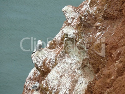 Vögel an der Steilküste von Helgoland