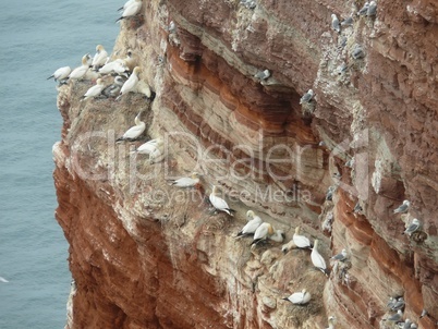 Vögel auf Helgoland