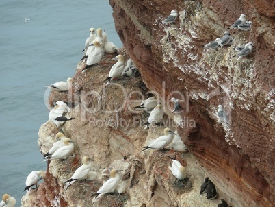 Vögel an der Steilküste von Helgoland