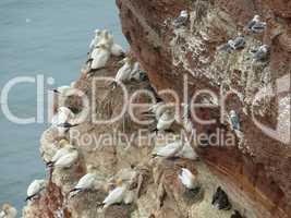 Vögel an der Steilküste von Helgoland