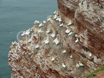 Vögel an der Steilküste von Helgoland