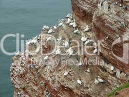 Vögel an der Steilküste von Helgoland