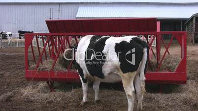 Cow eating hay zoom